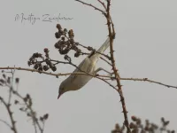 Sperwergrasmus [Curruca nisoria]